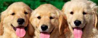 Pet Care